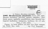 Hendersonia ulmifolia image